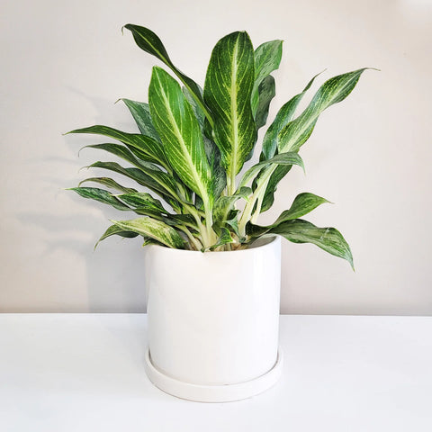 Aglaonema Commutatum - Electric Lime