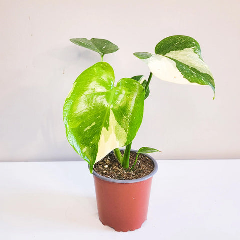Monstera Deliciosa - Thai Constellation