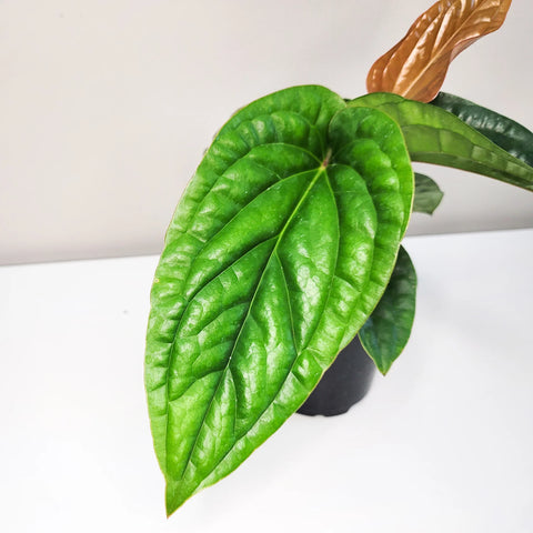 Anthurium Radicans x Luxirians
