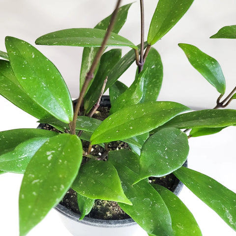 Hoya Pubicalyx