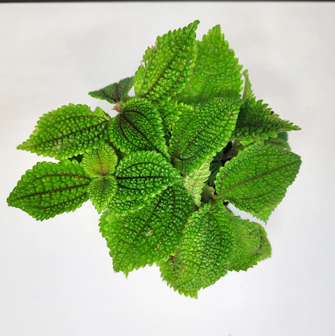 Pilea Mollis