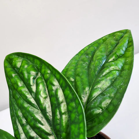 Monstera Karstenianum - Peru