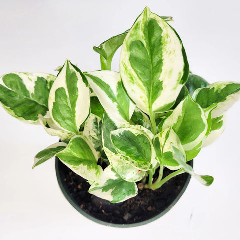 Epipremnum Aureum - N'Joy Pothos
