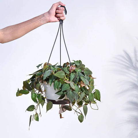 Philodendron Micans
