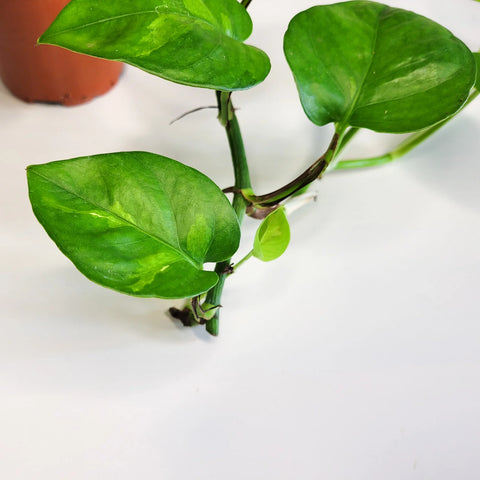 Epipremnum Aureum 'Global Green'