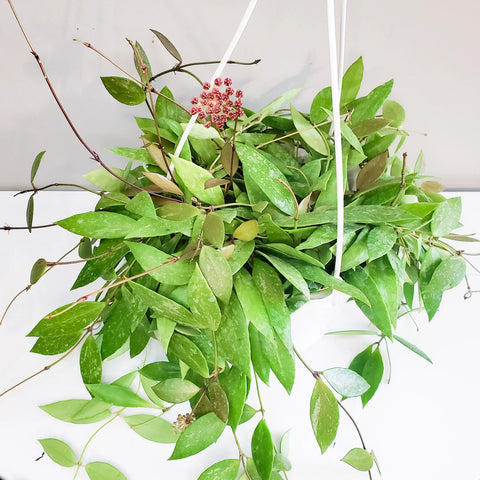 Hoya Gracilis (Memoria)