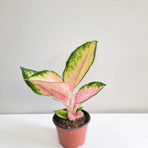 Aglaonema Commutatum - Pink Pearl