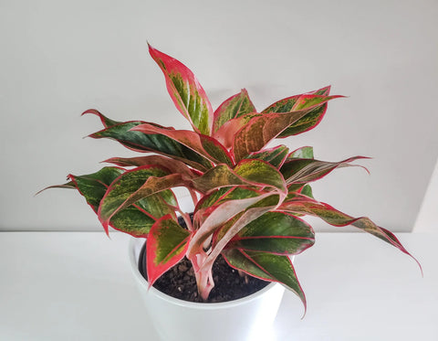 Aglaonema Siam Aurora