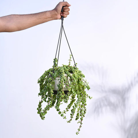 Weeping Jade