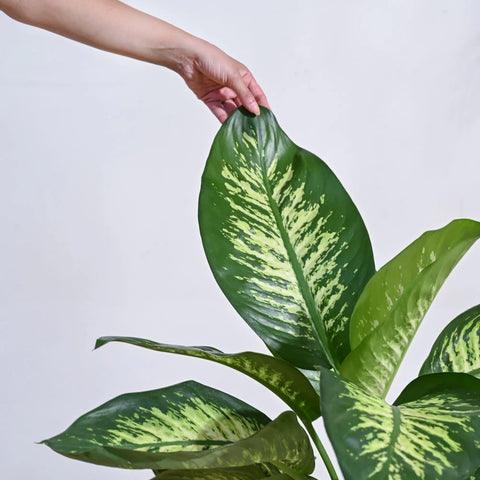 Dieffenbachia Tropic Snow XL