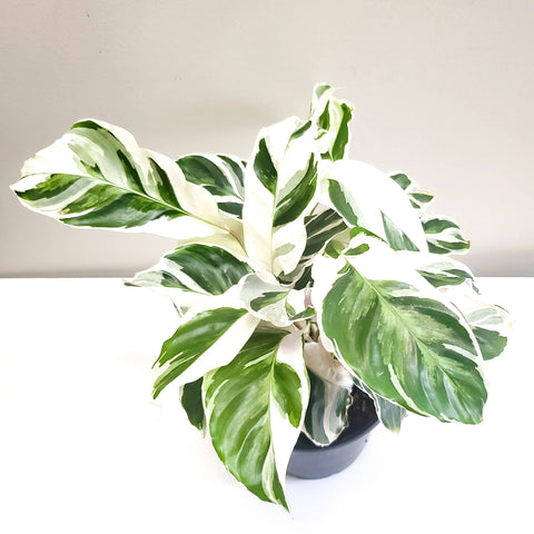 Calathea Lietzei - White Fusion