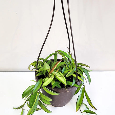Hoya Wayetti
