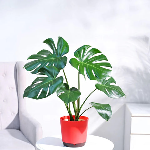 Monstera Deliciosa