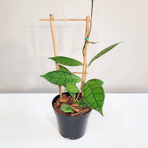 Hoya Callistophylla