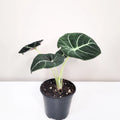 Alocasia Reginula - Black Velvet