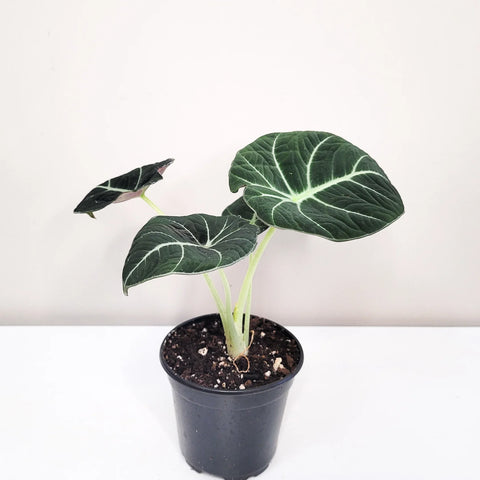 Alocasia Reginula - Black Velvet