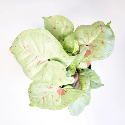 Syngonium Confetti