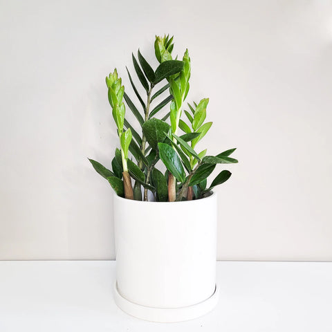 Dwarf ZZ Plant