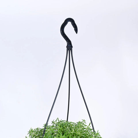 Golden Sedum