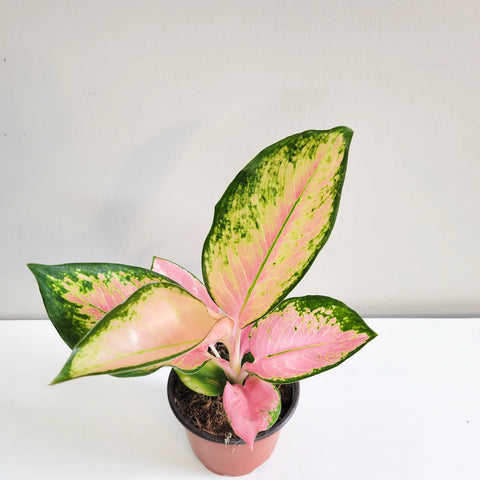 Aglaonema Commutatum - Pink Pearl