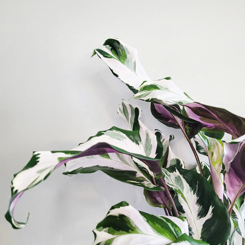 Calathea Lietzei - White Fusion