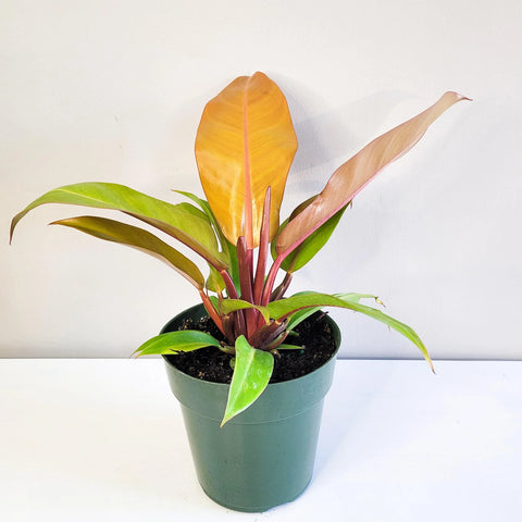 Philodendron Prince of Orange