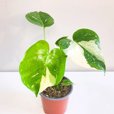 Monstera Deliciosa - Thai Constellation
