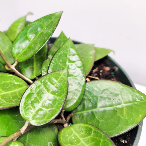 Hoya Parasitica 'Black Margin'