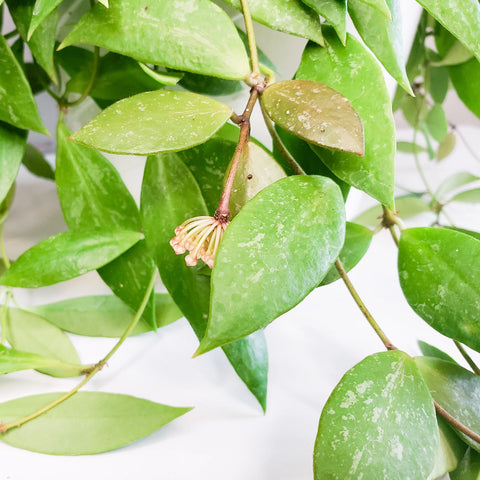 Hoya Gracilis (Memoria)