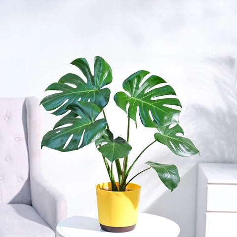 Monstera Deliciosa