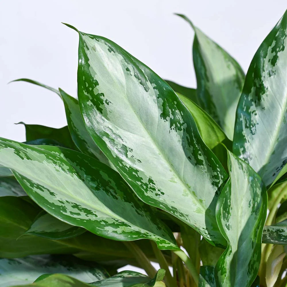 Aglaonema Manila Beauty XL