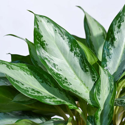 Aglaonema Manila Beauty XL