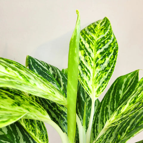 Aglaonema Commutatum - Golden Madonna