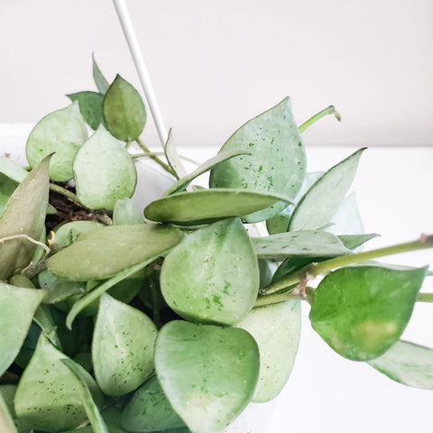 Hoya Krohniana Silver