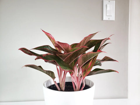 Aglaonema Siam Aurora