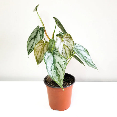 Philodendron Brandtianum - Brandi