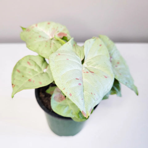 Syngonium Confetti