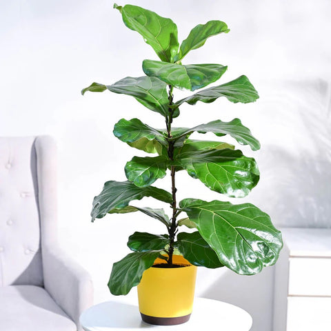 Fiddle Leaf Fig