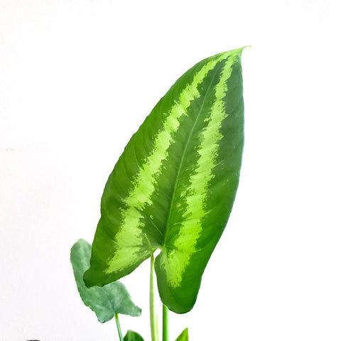 Schismatoglottis Wallichii - Drop Tongue