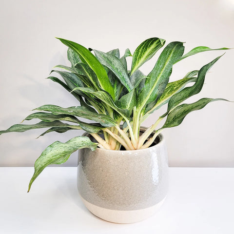 Aglaonema Commutatum - Electric Lime