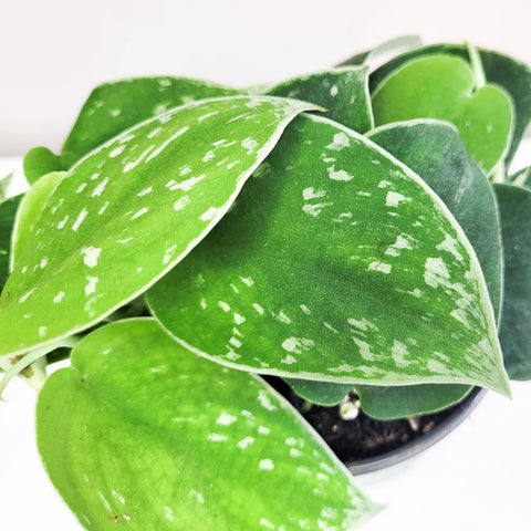 Scindapsus Pictus - 'Silvery Ann'