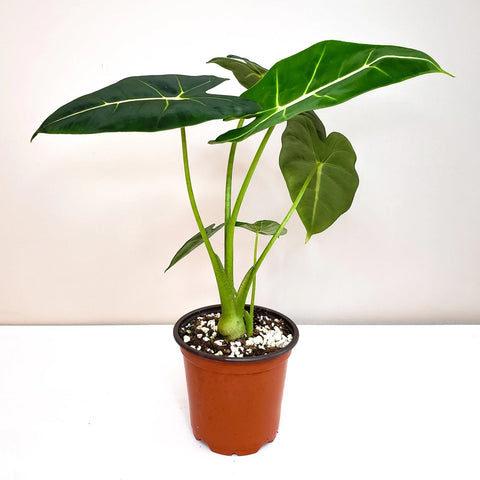 Alocasia Micholitziana - Frydek