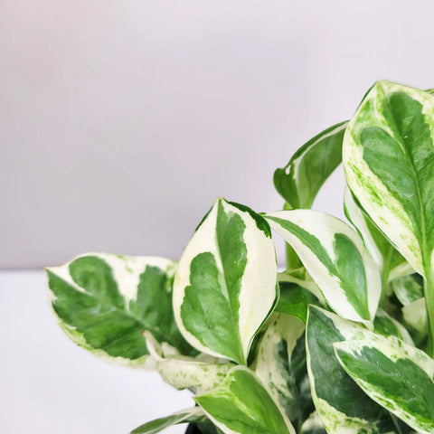 Epipremnum Aureum - N'Joy Pothos