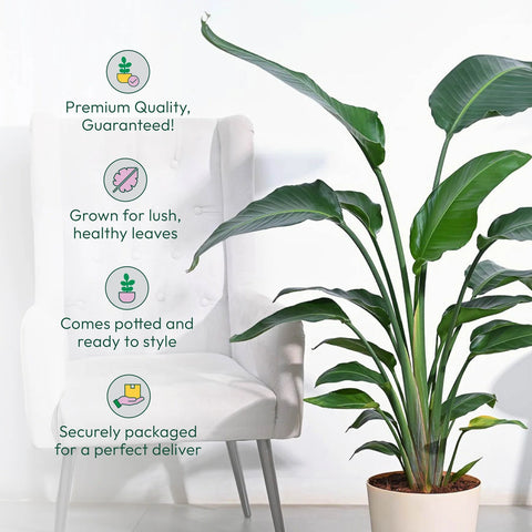 Bird of Paradise XL