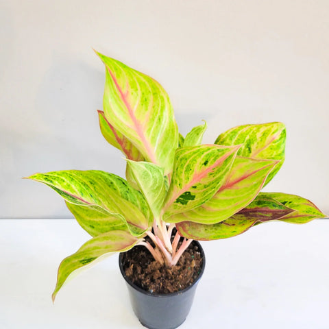 Aglaonema Commutatum - Golden Papaya