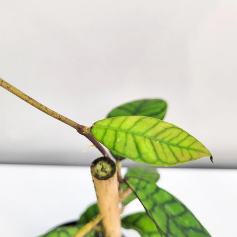 Hoya Callistophylla