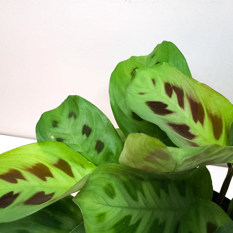 Maranta Leuconeura - Green Prayer