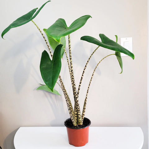Alocasia Zebrina