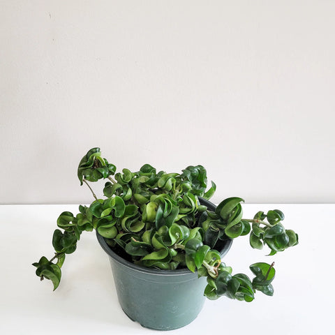 Hoya Carnosa Compacta - Hindu Rope