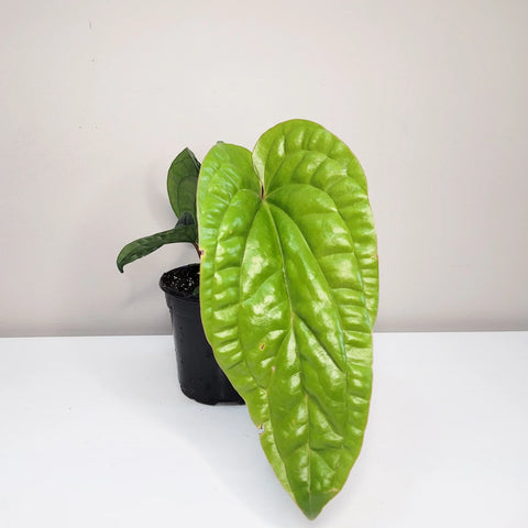 Anthurium Radicans x Luxirians